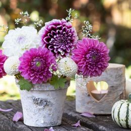 Lunch napkin - Potted Dahlias  6.5