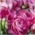 344245 - Lunch napkin - Beautiful Pink flowers
