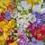 389052 - Lunch napkin - Lots of Flowers