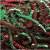 SH01XM40 - Springfill Crinkle cut Christmas Blend 40 lb