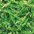 SH01LG40 - Springfill Crinkle cut Lime Green 40 lb