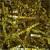SH03MGD1 - 1 lb bag Spring Fill Pure Gold Metallic crinkle
