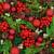 Lunch Napkins - Berries, pine & greens 6.5