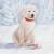 White dog in the snow lunch napkins