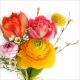 775093325964 - Lunch Napkins - Colourful Flowers