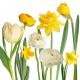 775093377628 - Lunch Napkins - White & Yellow flowers