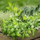 Lunch Napkins - Fresh Herbs 6.5