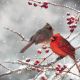 Lunch Napkins - Cardinals in the snow 6.5