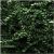 SH01FG1 - Springfill Crinkle cut Forest Green 1 lb