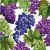 775093242438 - Lunch Napkins - Grapes