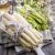 775093284414 - Lunch Napkins - Asparagus