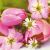 775093414545 - Lunch napkin - Pink Tulips