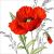 <p>Lunch Napkins - Red Poppy 6.5