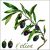 775093377734 - Lunch napkin - l'olive