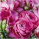 344245 - Lunch napkin - Beautiful Pink flowers