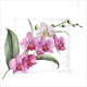 Lunch Napkins - Orchid 6.5