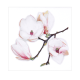 Cocktail napkins - White Magnolia 5