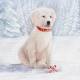 White dog in the snow lunch napkins