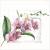 Lunch napkin - Pink Orchids 6.5"x6.5"