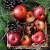 Lunch napkins - Apples & Cinnamon 6.5"x6.5"