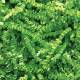 SH01LG1 - Springfill Crinkle cut Lime Green 1 lb