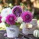 775093373705 - Lunch napkin - Potted Dahlias 