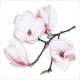 Lunch napkins - White Magnolia 6.5"x6.5"